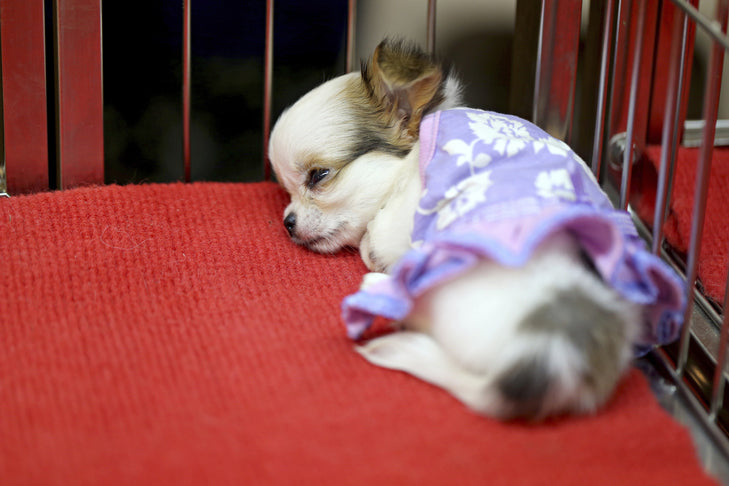 What Is Parvo Disease In Dogs | Parvo Treatments