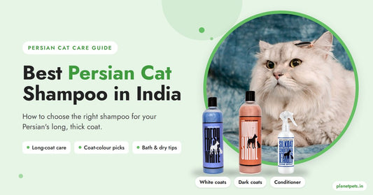 Best Persian cat shampoo in India – Fresh White, Midnight Shine shampoos and SilKoat conditioner