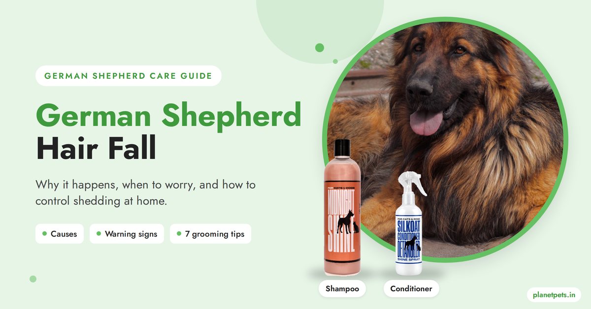 German Shepherd hair fall – causes and how to control shedding with Midnight Shine and SilKoat