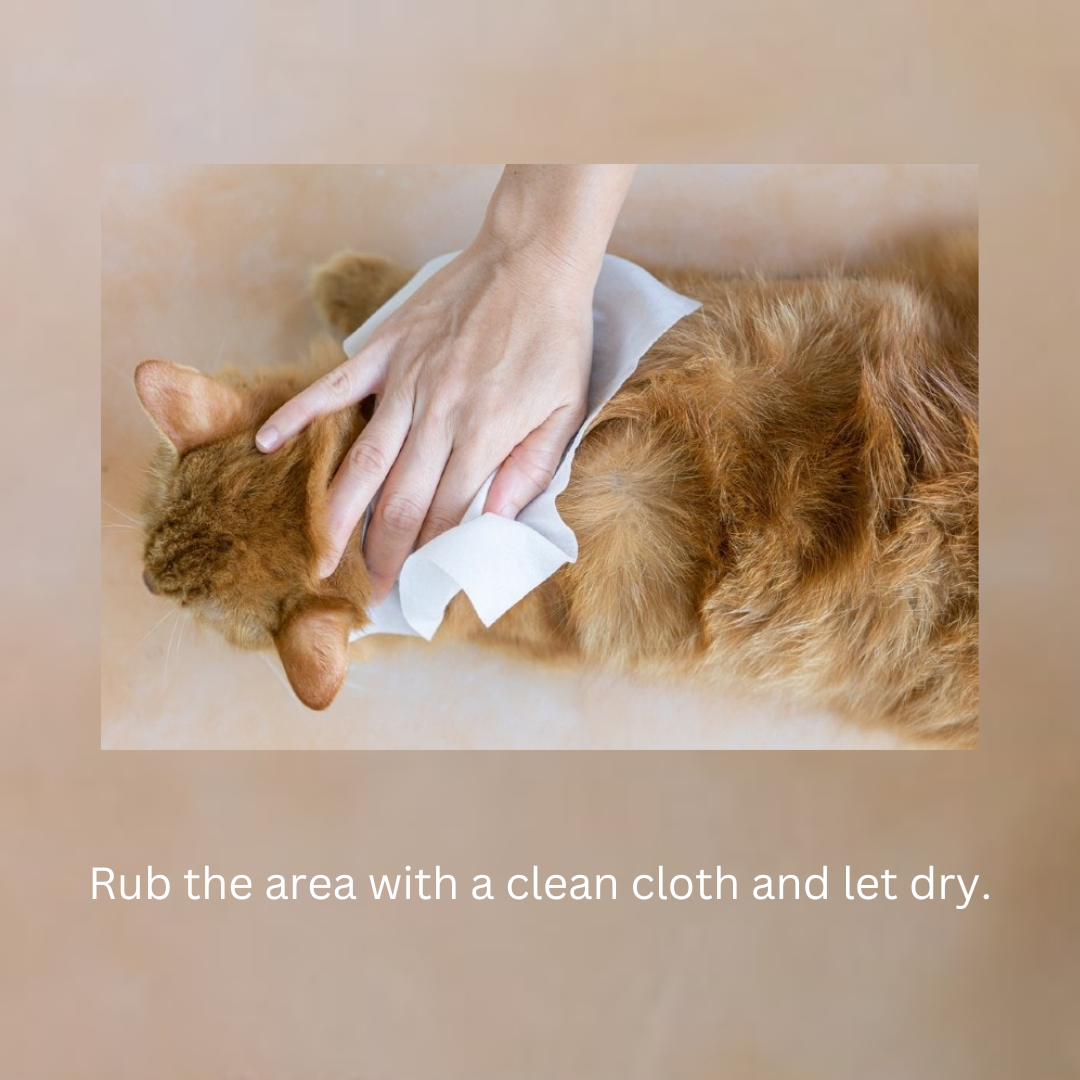 dog dry bath without water