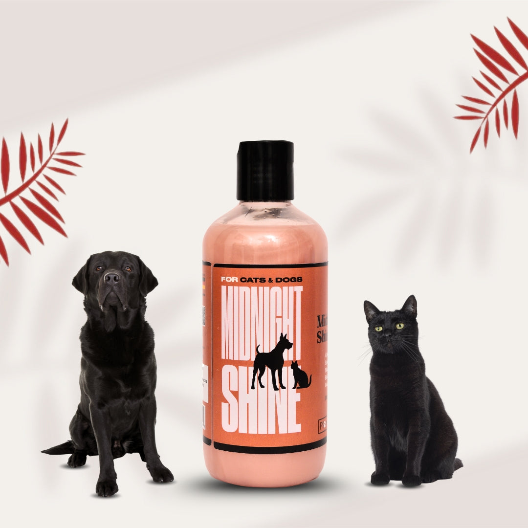 Midnight Shine 300 ml shampoo bottle with a black Labrador and a black cat